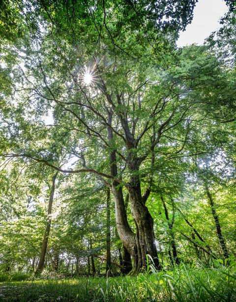 Evighedstræet i Hollænderskoven nær Bramming.